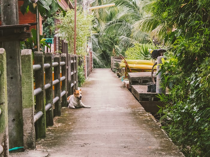 Cycling in Bangkok