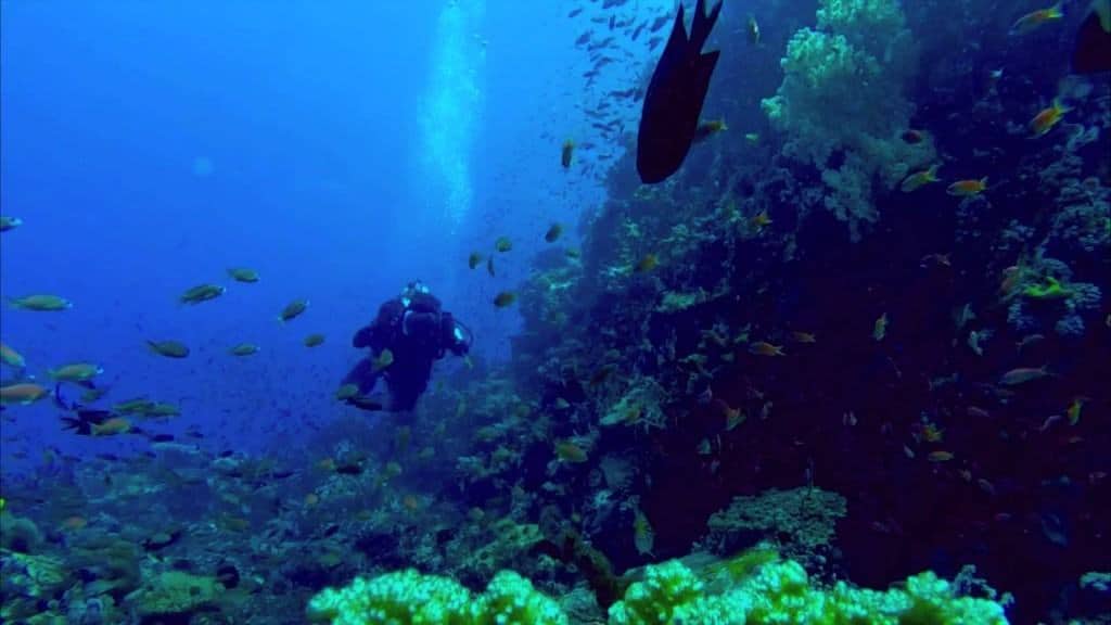 Dive Site #7: Verde Island, off Batangas - Scuba Diving in The Philippines: Top 10 Dive Sites