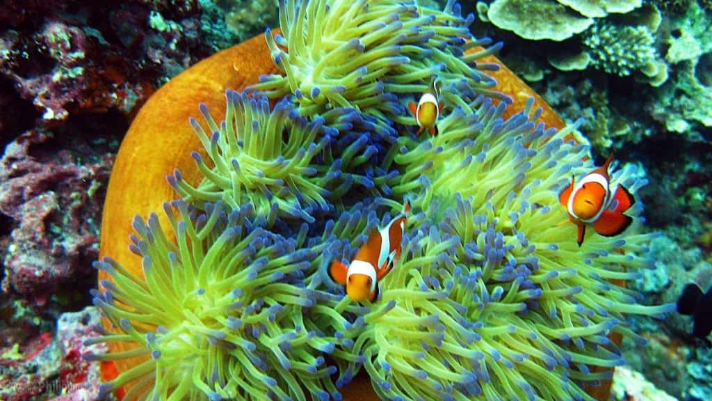 Dive Site #4: Panglao Island, Bohol - Scuba Diving in The Philippines: Top 10 Dive Sites