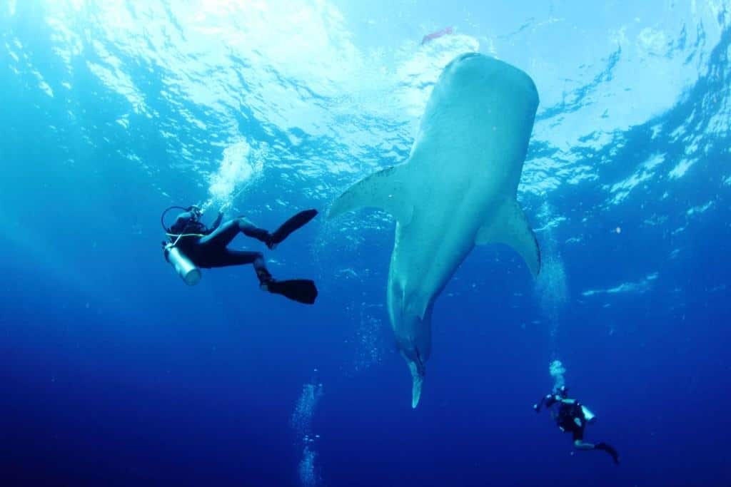 Scuba Diving in the Philippines - Tubbutaha