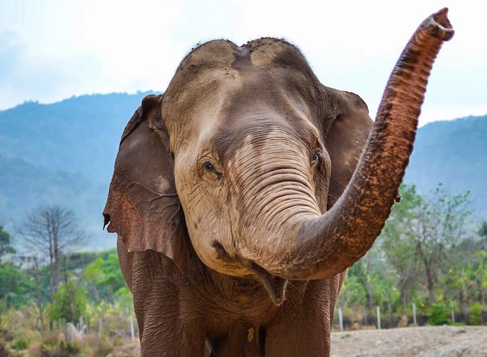 Visit Elephant Nature Park - Elephant Nature Park