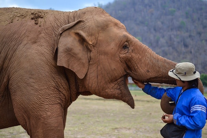 Visit Elephant Nature Park - Elephant Nature Park