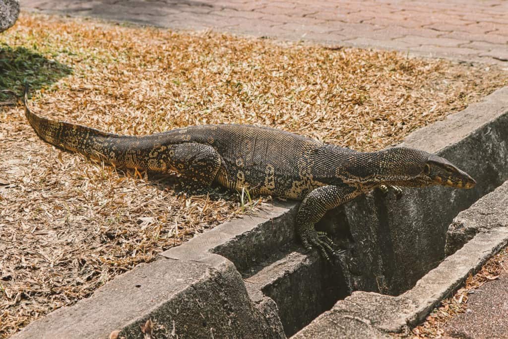 Cycling in Bangkok: Lumpini Park