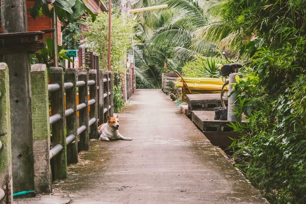 Cycling in Bangkok: Bang Krachao
