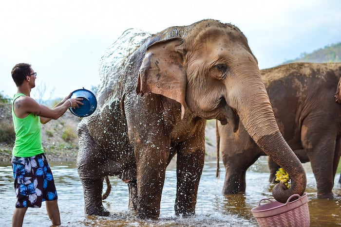 Volunteering at the Elephant Nature Park