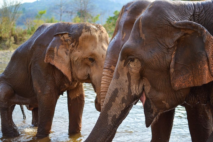 Why You Shouldn't Ride Elephants
