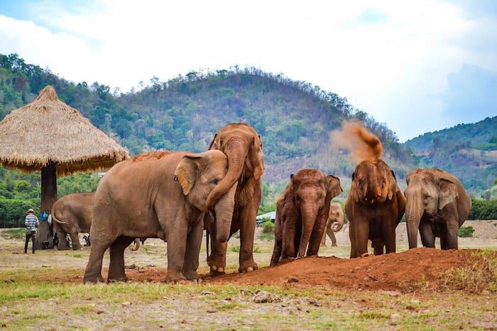 What is the Elephant Nature Park?
