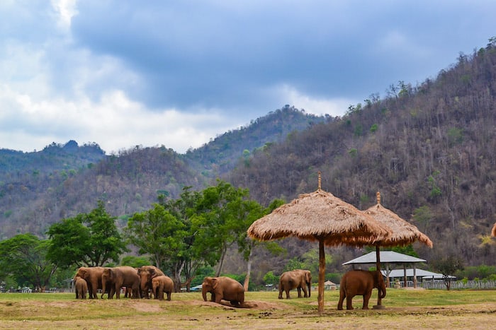 A Day in the Elephant Nature Park