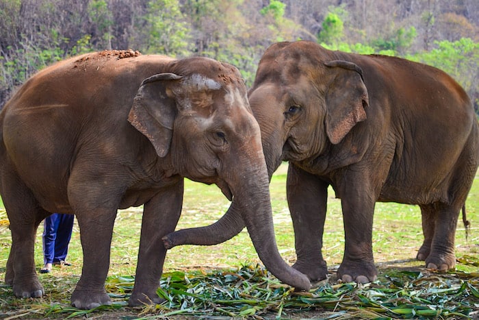 One Week at the Elephant Nature Park