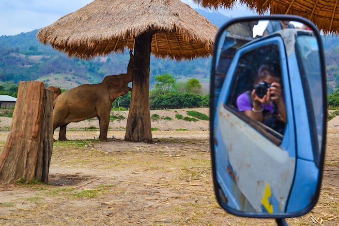 Elephant Nature Park in Chiang Mai