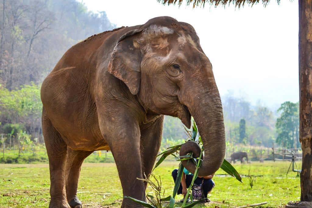 Elephant Nature Park