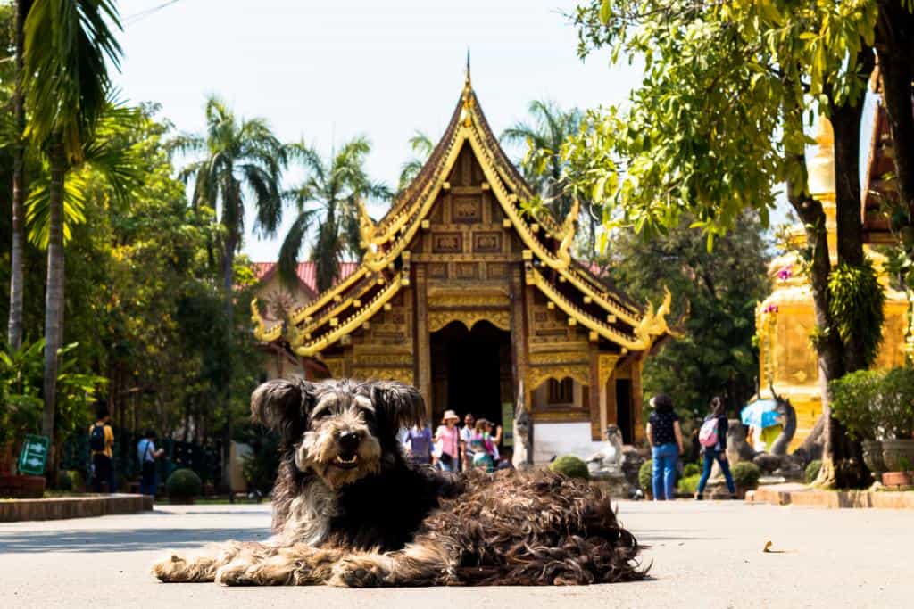 Temple of the Lion Buddha: Wat Phra Singh