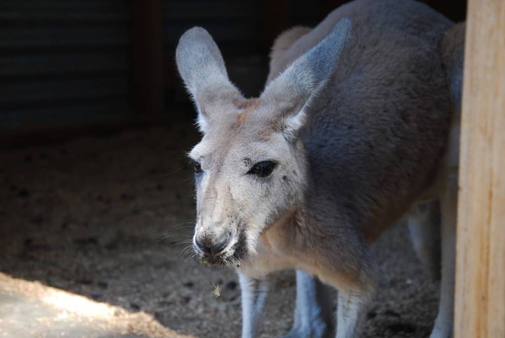 Sydney Zoos: Experience Australia’s unique wildlife - Things to do in Sydney: Unusual, Free, and Fun Attractions you Should not Miss