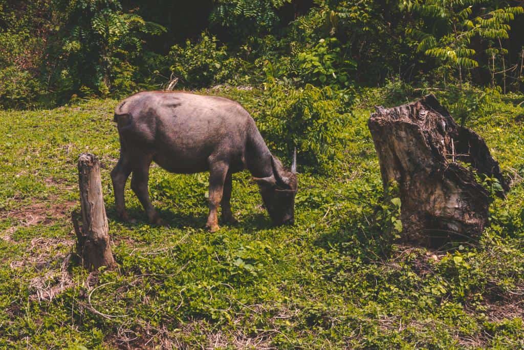Walk Across the Bamboo Bridge Pai - The Top 20 Things to do in Pai, Thailand