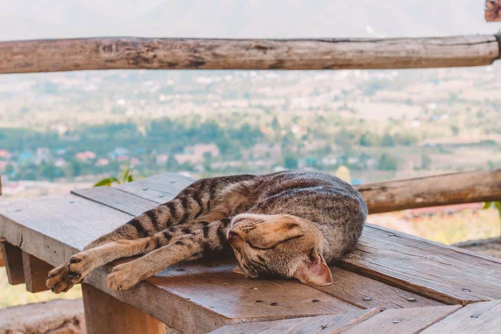Northern Thailand: a Guide to Chiang Mai Vs. Pai