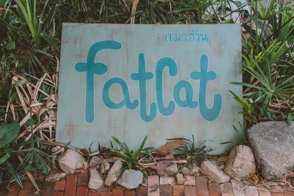 Fat Cat - Where to get Breakfast and Brunch in Pai, Thailand