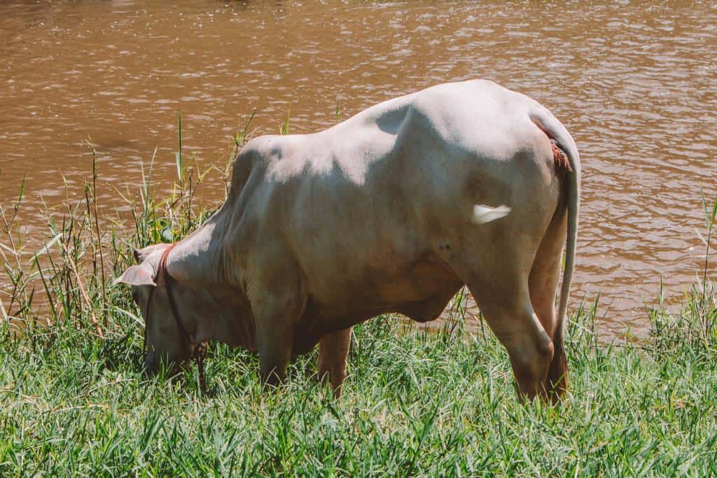 Relax by the Pai River - Pai Travels: How to Spend 48 Hours in this Northern City