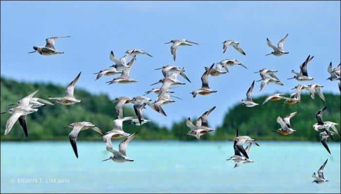 Olango Bird Sanctuary
