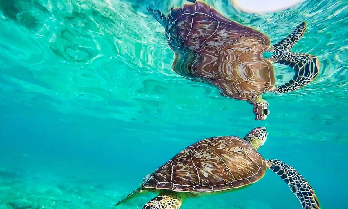 What You Can Do To Help Gili Trawangan Sea Turtles - Gili Trawangan Snorkeling with Sea Turtles Guide