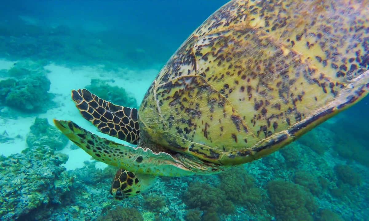 3. Swim with sea turtles on Gili Trawangan - Top 15 Things to do in Gili Trawangan, Indonesia