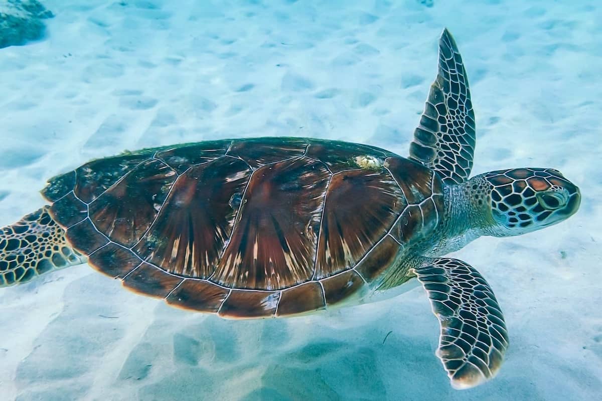 Gili Trawangan Snorkeling with Sea Turtles - Gili Trawangan Snorkeling with Sea Turtles Guide