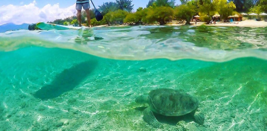 Mad Monkey Hostels Gili Trawangan Snorkeling with Sea Turtles Guide