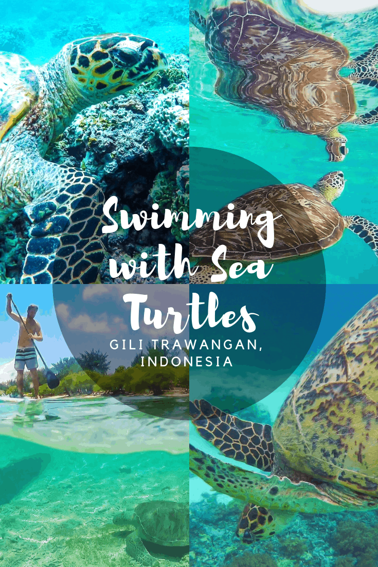 Swimming with Sea Turtles