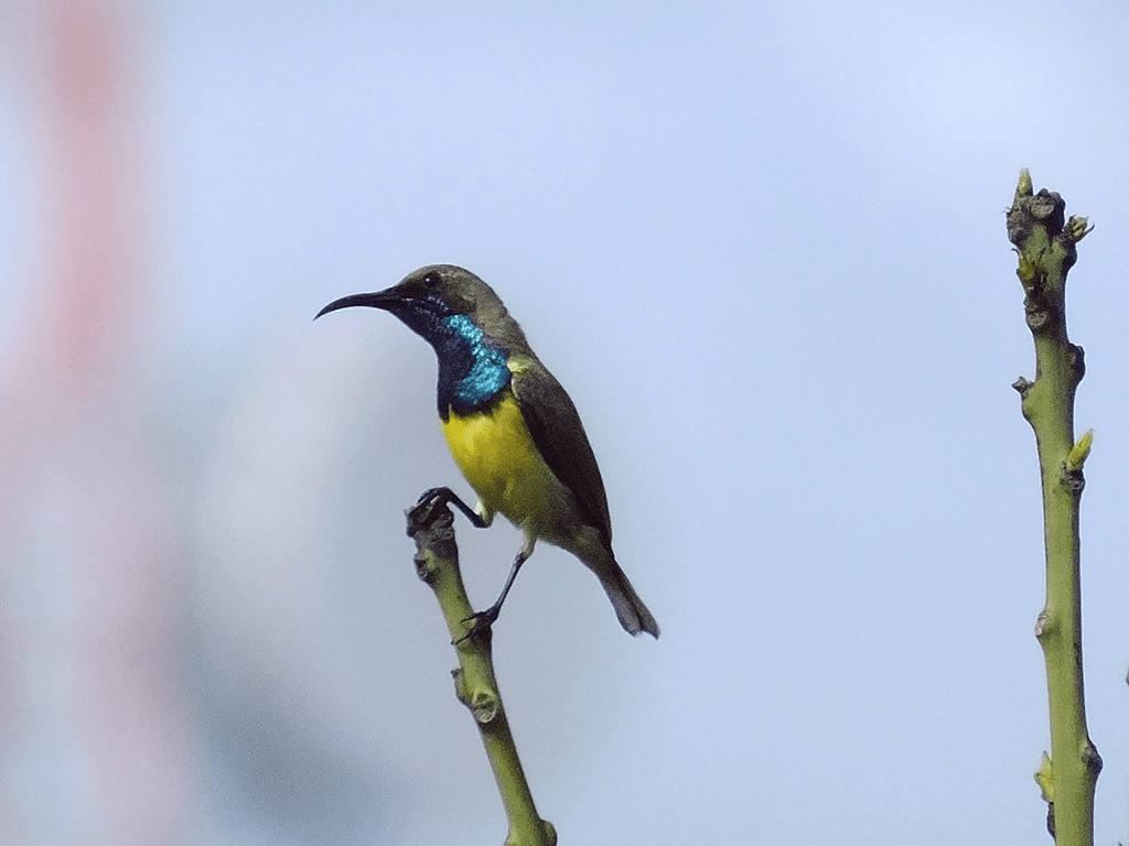 2. Free nature watching in Cebu - Top 6 Free Things to Do in Cebu