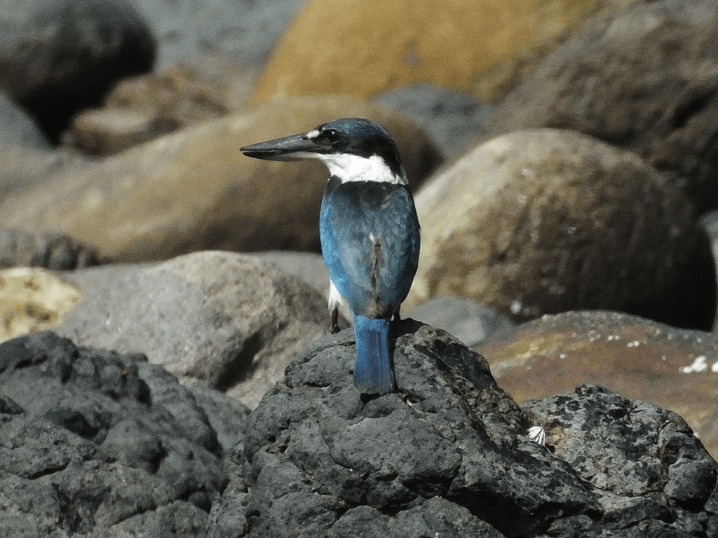 White-Collared Kingfisher - 2. Free nature watching in Cebu - Top 6 Free Things to Do in Cebu