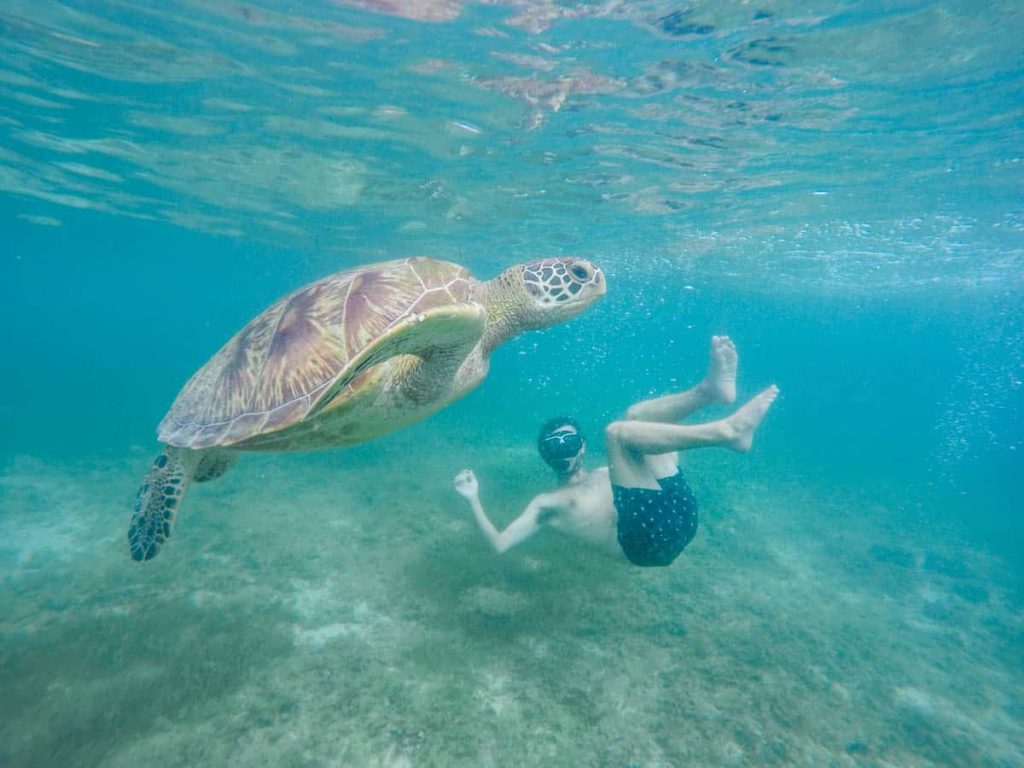 Mad Monkey Hostels The Best Things to Do in Moalboal, the Philippines