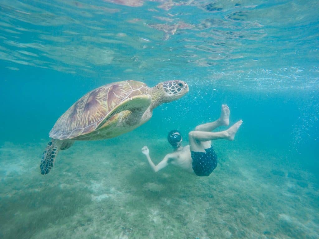 Awesome Things to Do in Moalboal - Swim with Turtles in Moalboal Cebu - The Best Things to Do in Moalboal, the Philippines