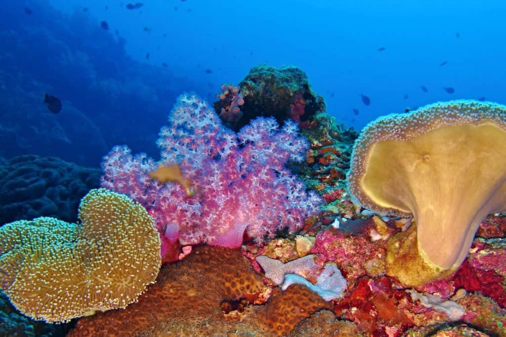 4. Rich biodiversity - 7 Facts About Cebu to Whet Your Travel Appetite