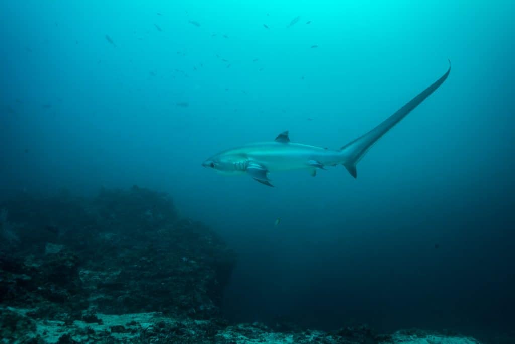 4. Rich biodiversity - 7 Facts About Cebu to Whet Your Travel Appetite