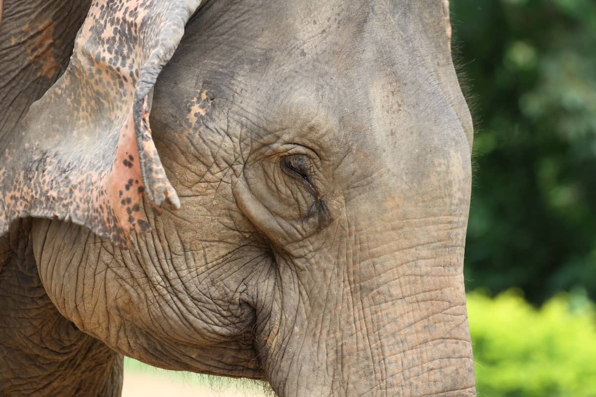 Become an Elephant Whisperer: Meet elephants in Luang Prabang - Top Luang Prabang Tours You Can’t Miss in 2019