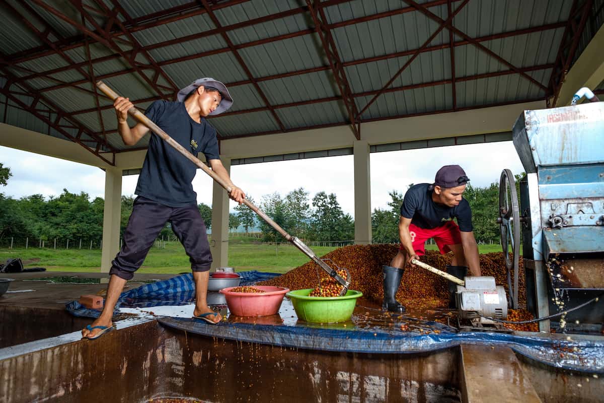 Saffron Coffee: Best Social Enterprise Cafe - Best Cafes in Luang Prabang for Coffee and Brunch