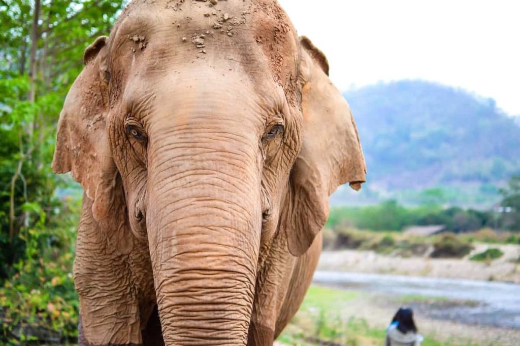 Mad Monkey Hostels Responsible Travel in Thailand Social Enterprises in Chiang Mai You Should Visit
