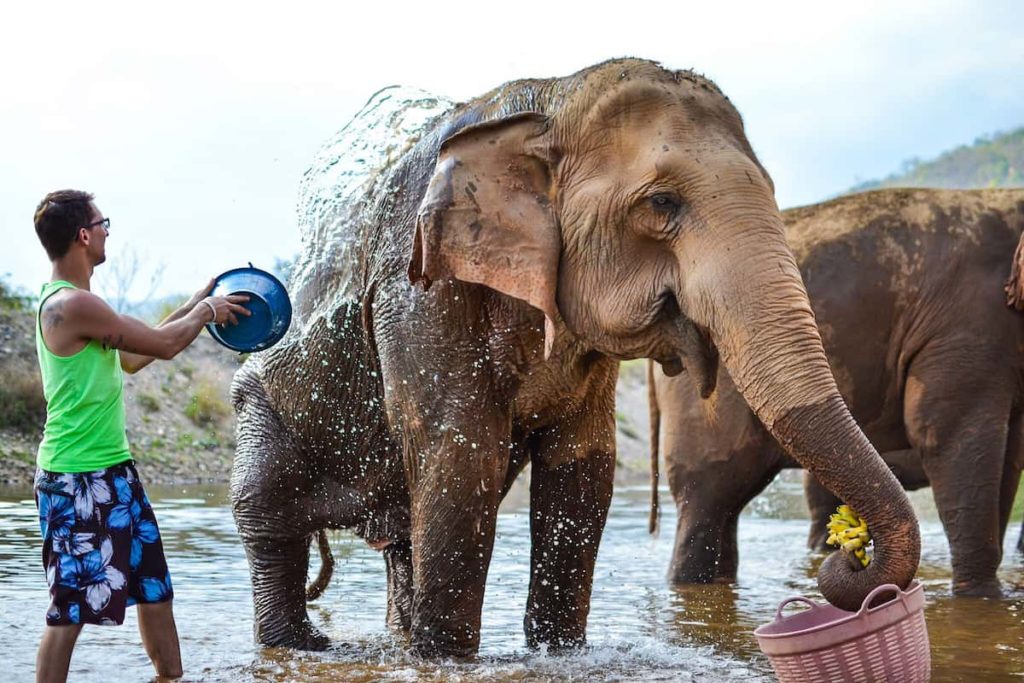 ad Monkey Hostels Volunteering at the Elephant Nature Park in Chiang Mai Thailand