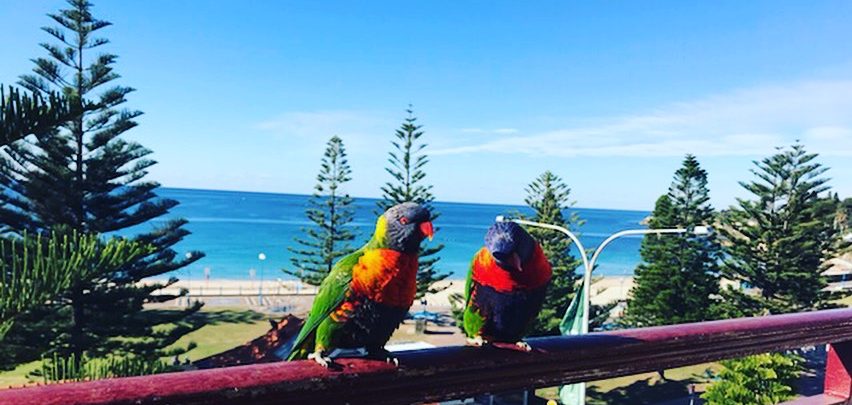 EXHAUSTED AFTER ALL THAT RUNNING? NEED A PLACE TO STAY? - Sydney’s Best Running Routes to Keep on Movin…