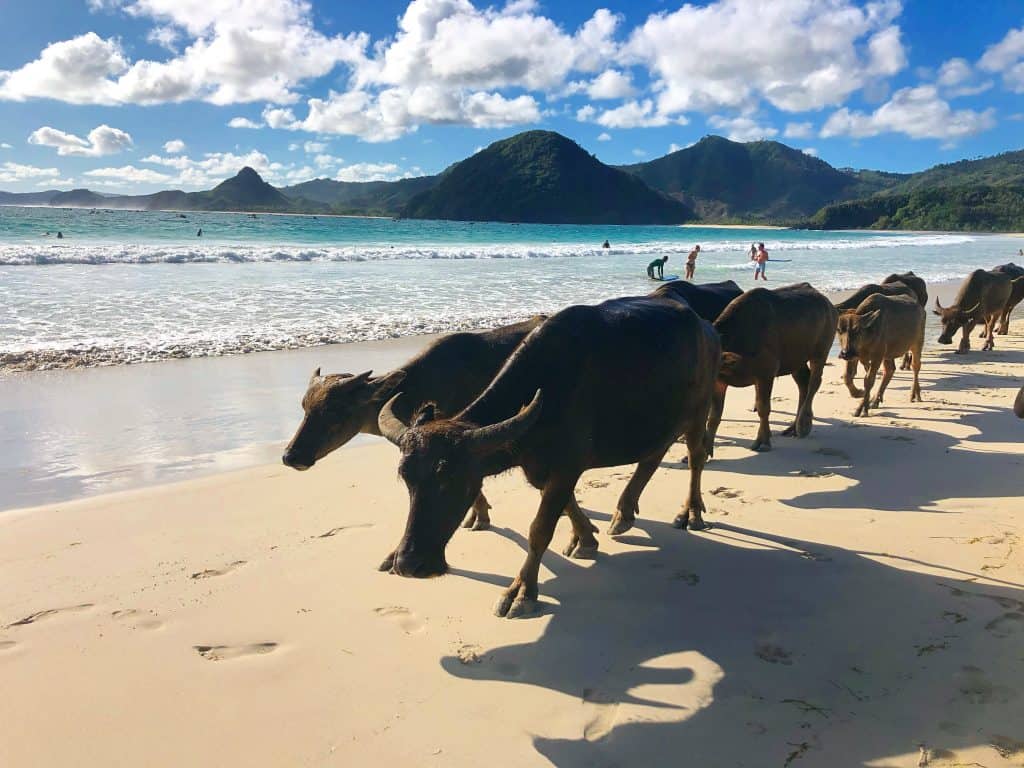 Lombok Travel Guide: Things to Know Before Visiting Lombok
