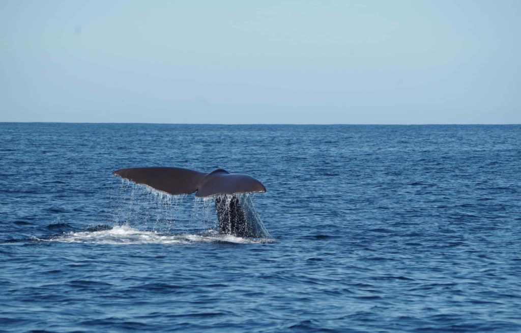 Mad Monkey Hostels Whale Watching in Sydney