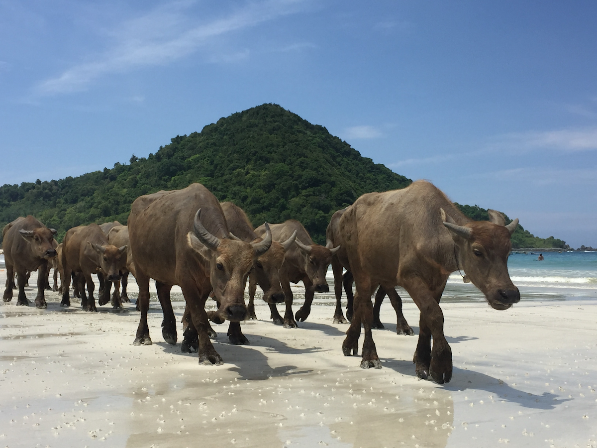 Lombok on a budget | buffalo