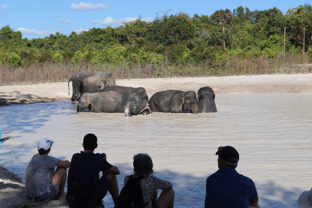 Kulen Elephant Forest