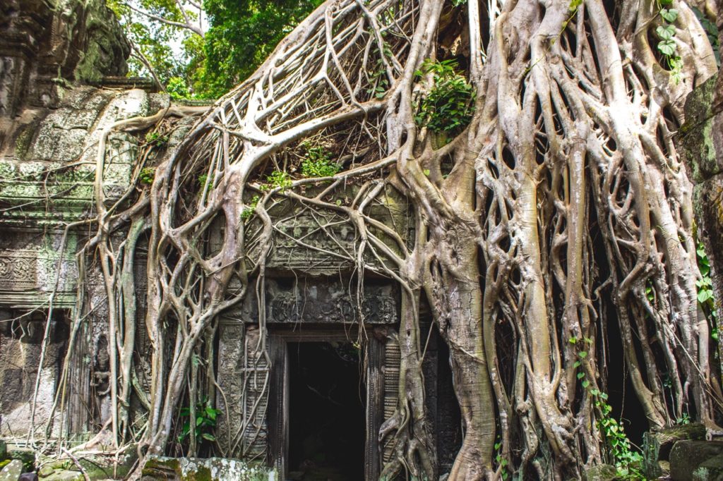 Ancient temple grounds of Ankor Wat, Siem Reap