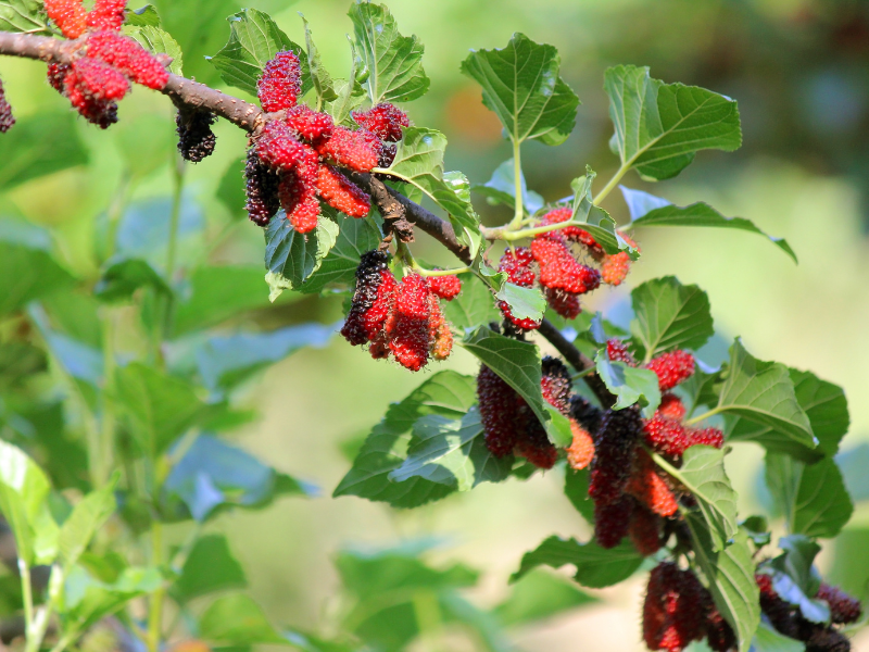 Mulberry farm