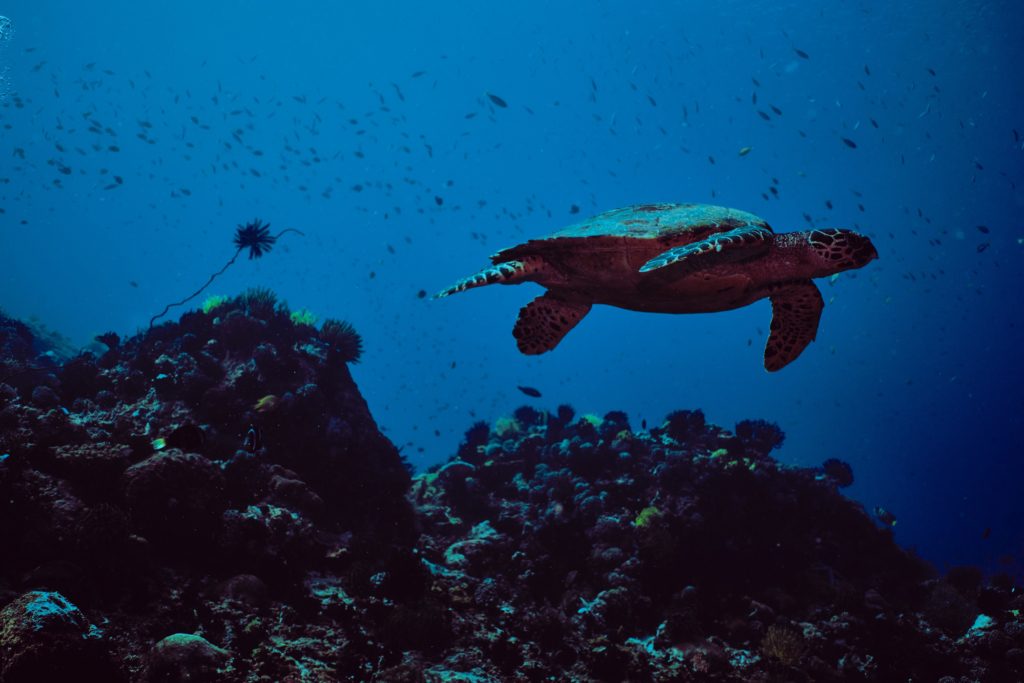 sea turtle dauin apo island